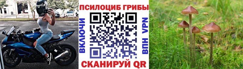 где найти   Касли  MEGA зеркало  Псилоцибиновые грибы Psilocybe 